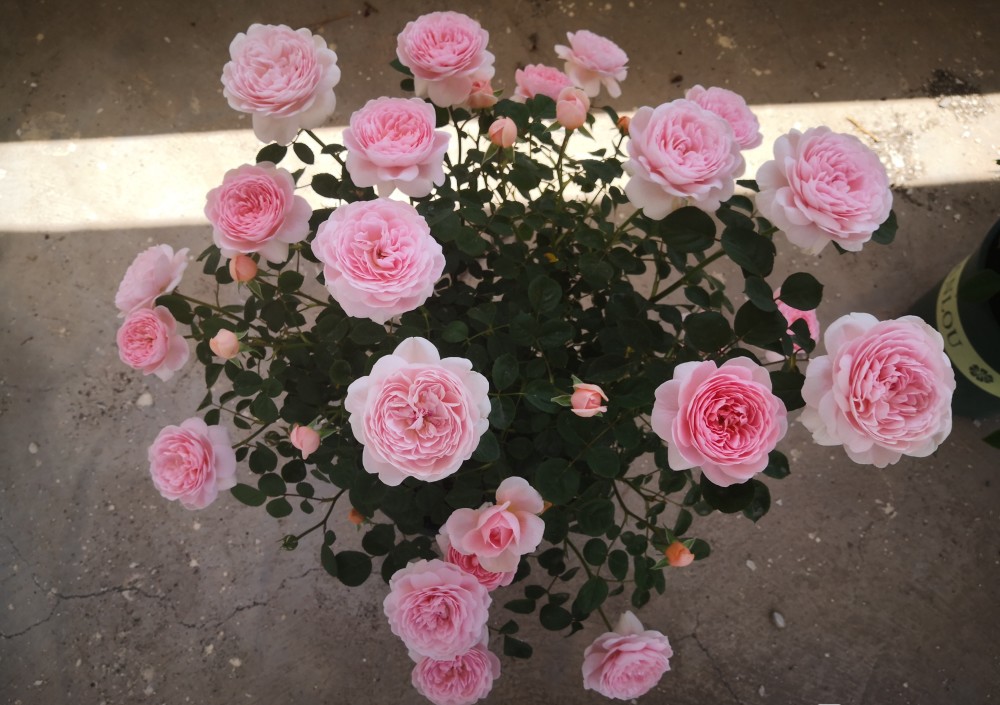 瑞典女王月季界的颜值担当又仙又美皮实好养活你值得拥有
