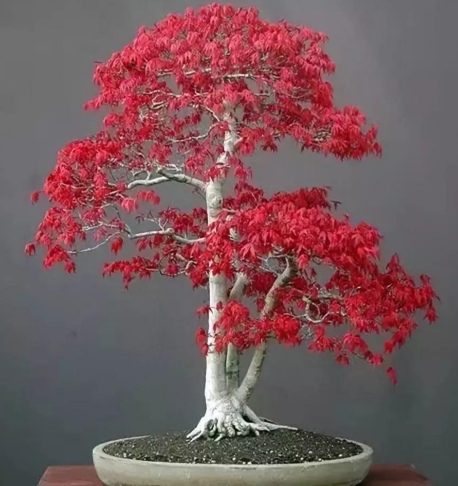 红枫盆景(红枫盆景怎么养)
