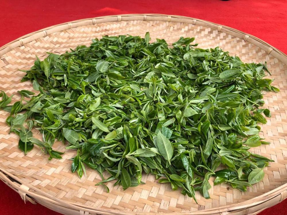 云南春茶大量上市行情火热