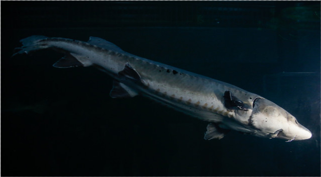 长江活化石中华鲟,或将步白鲟灭绝的后尘