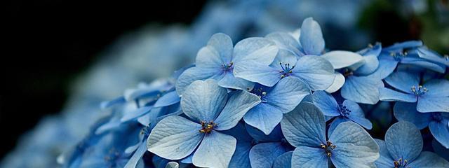 稀有的蓝色花 为什么自然界中蓝色花朵如此稀少呢 腾讯新闻