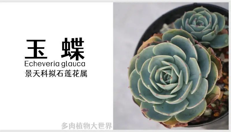 玉蝶 景天科拟石莲花属多肉植物 中型种 易群生 腾讯新闻