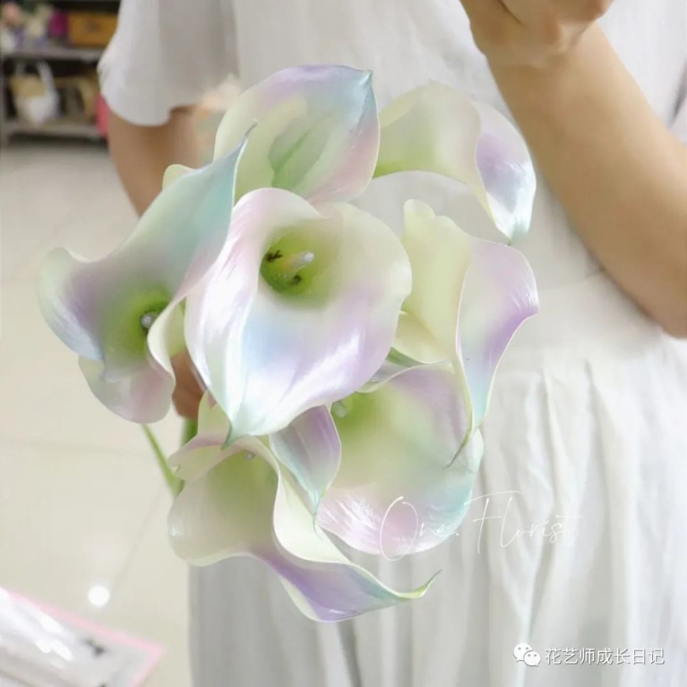 每日一花 美人鱼海芋 珍珠般的光泽 海芋中的绝绝子 腾讯新闻