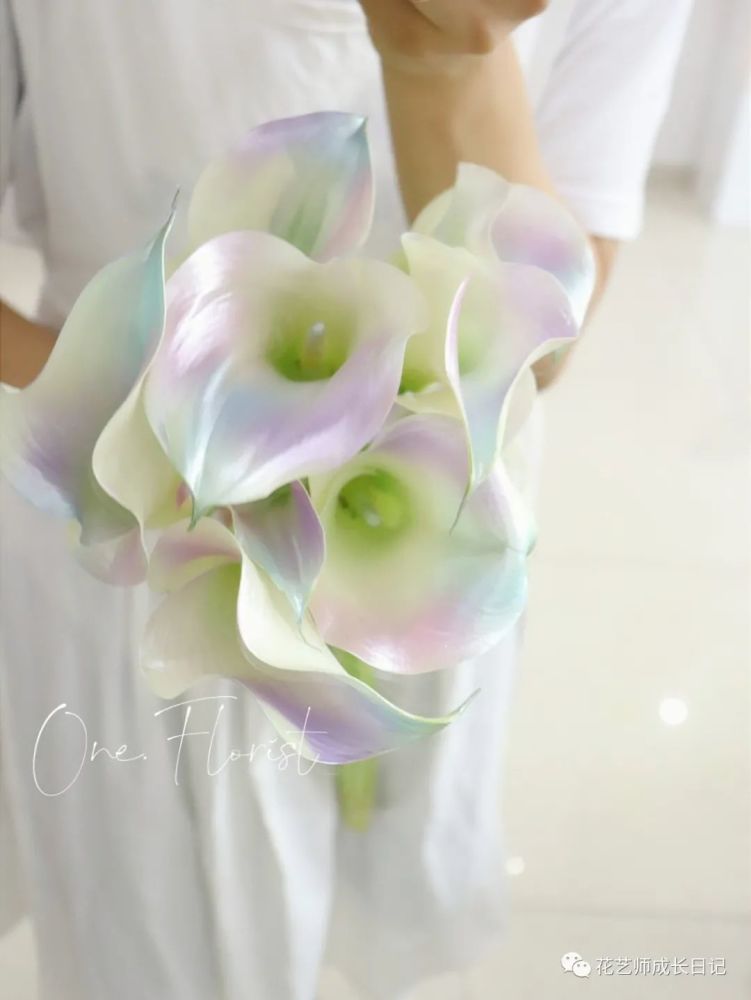 每日一花 美人鱼海芋 珍珠般的光泽 海芋中的绝绝子 腾讯新闻