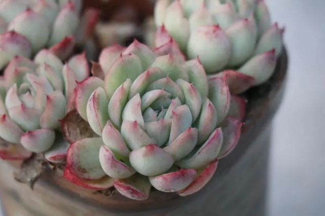 粉月影景天科拟石莲花属多肉植物月影系列出状态很漂亮