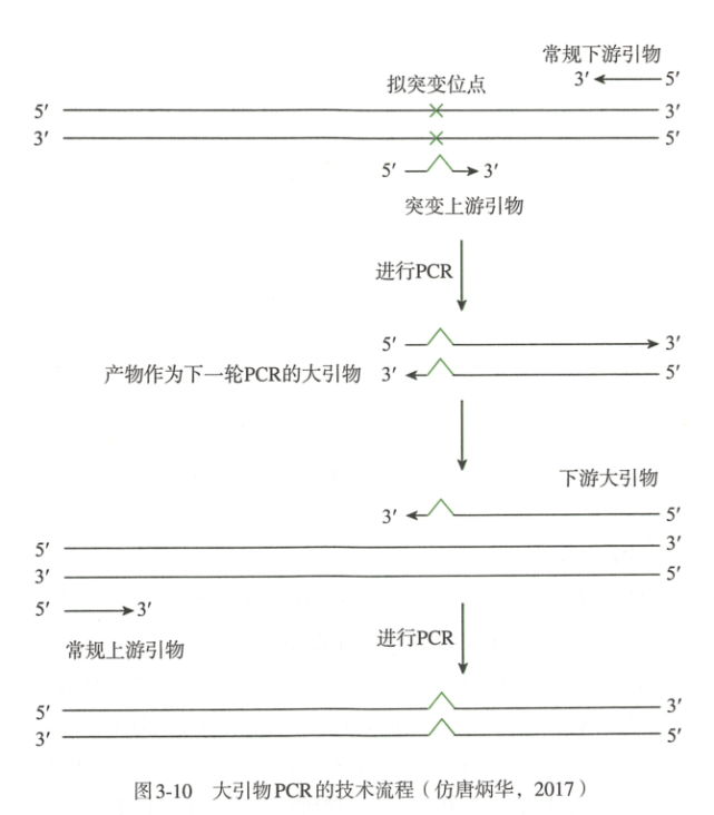 pcr定點突變技術