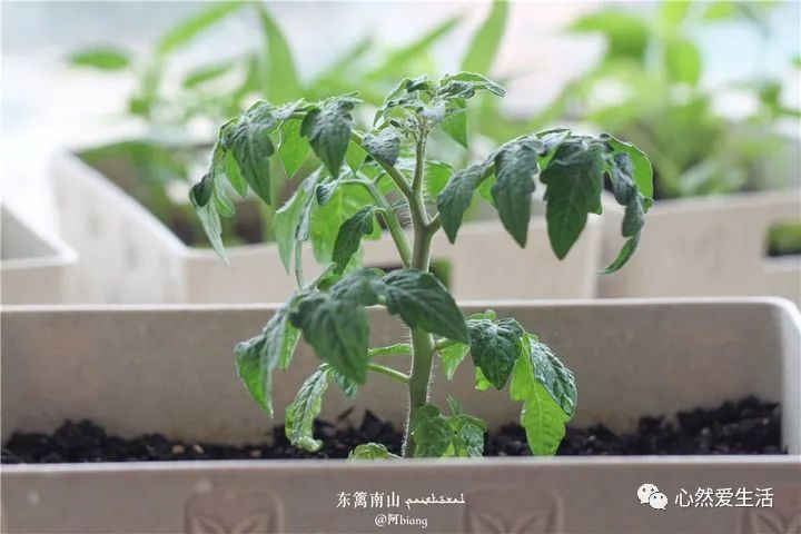 种菜丨如何在阳台种番茄 腾讯新闻