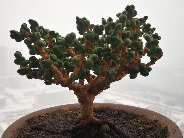 鹿角海棠的直立桩真漂亮养护过程还不需要太多光照适合阳台党