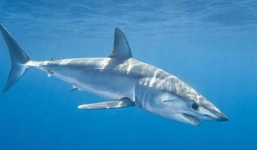 海里游得最快的十种鱼,旗鱼最快时速达190千米