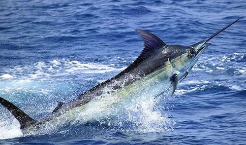海里游得最快的十种鱼,旗鱼最快时速达190千米_腾讯新闻