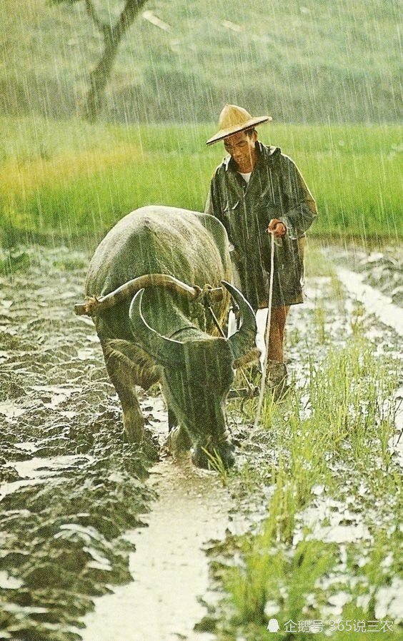 清明到农村俗语清明逢午马农民好种田今年好年景吗