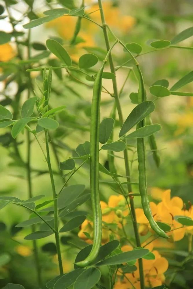 每日植物雙莢決明