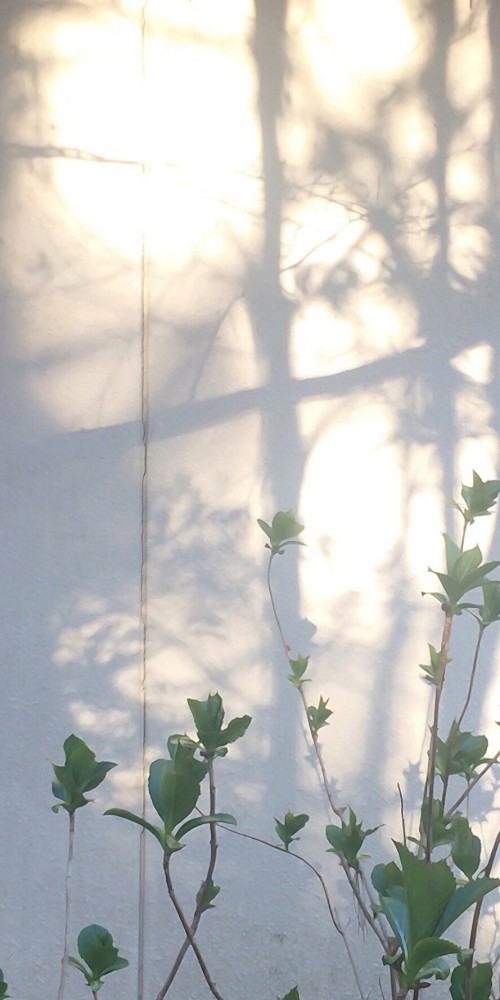 手机壁纸丨治愈丨温馨唯美