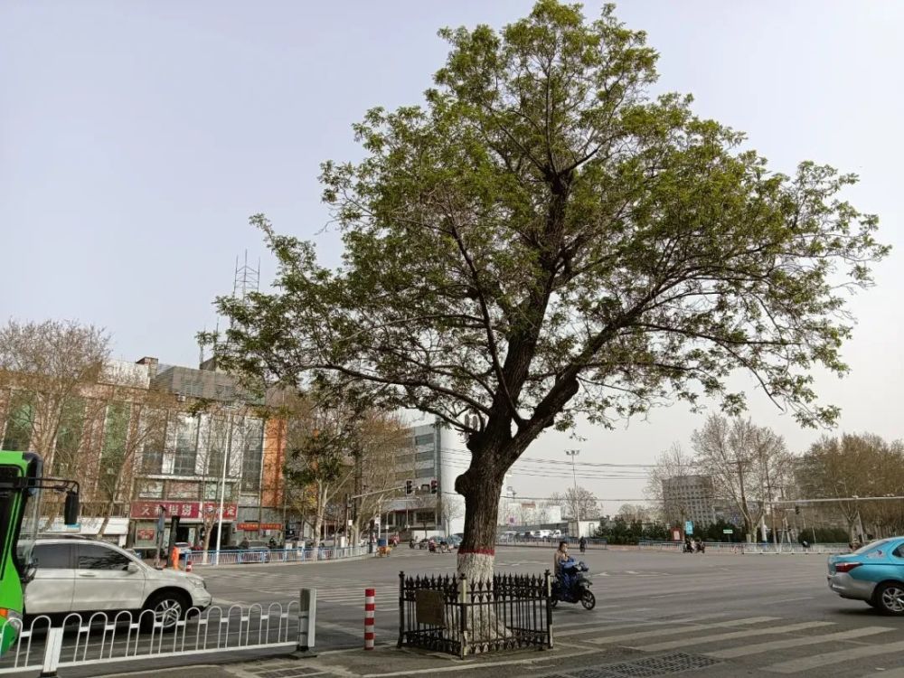 邢台古树历史故事之丨新华路上这棵枫杨曾上演路让树佳话