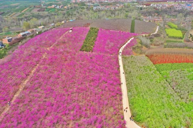 等十余种苗木花卉花香四溢,成为西安近郊游的打卡地,姹紫嫣红的花海