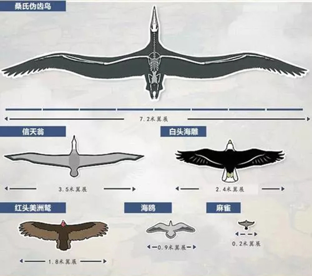 鸟的翅膀结构图图片