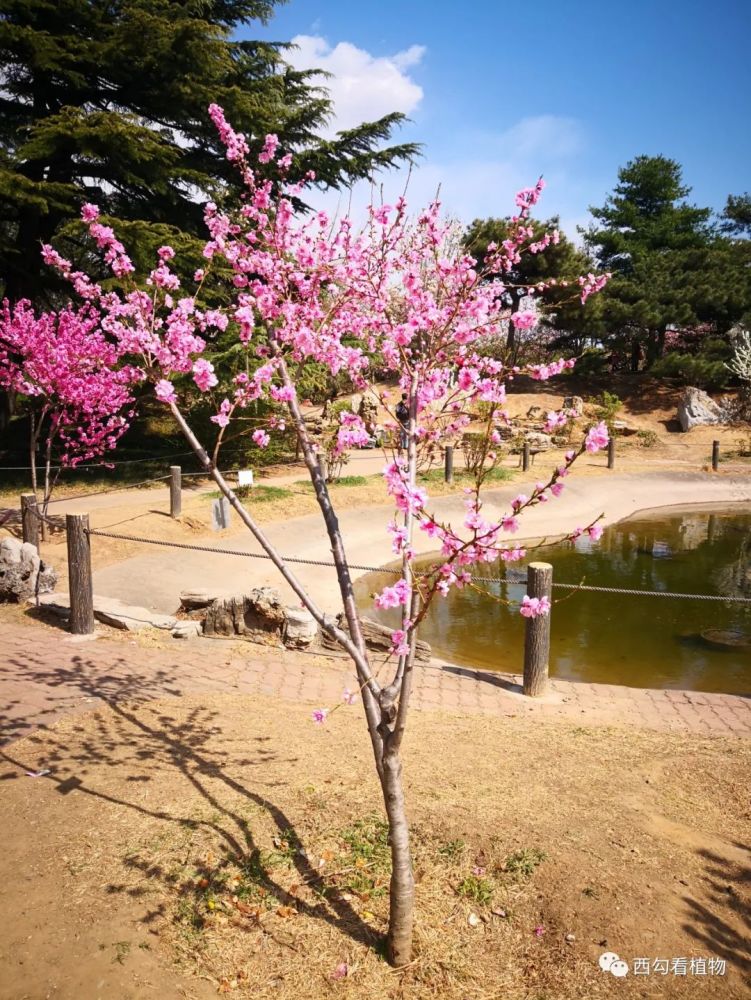 北京的桃花 山碧桃 腾讯新闻