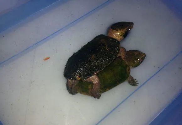 鹰嘴龟是当前市场的热门品种,今天谈一谈在家庭环境下的人工饲养注意