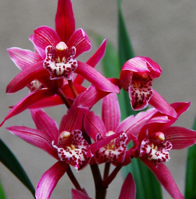 此兰花又红又香一杆能开10朵以上落地就生根四季有花赏