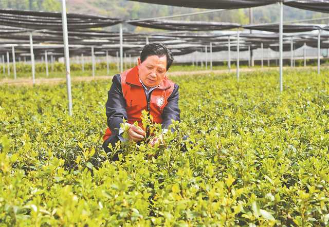 王友国：把荒山“柴火树”变成“摇钱树”_腾讯新闻
