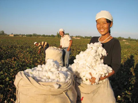 中国棉花的种植采摘有多高科技不仅机械化而且智能化