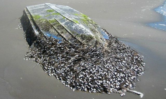 在人类的海上航行史中,藤壶等船底附着物都一度是个大坎.