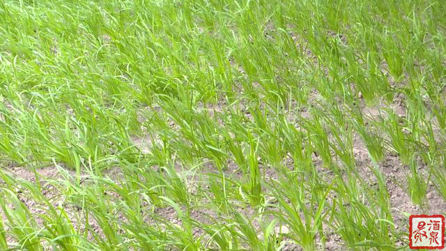 赤金镇农业农村综合服务中心干部代平军说:"为了保证我镇上市韭菜质量