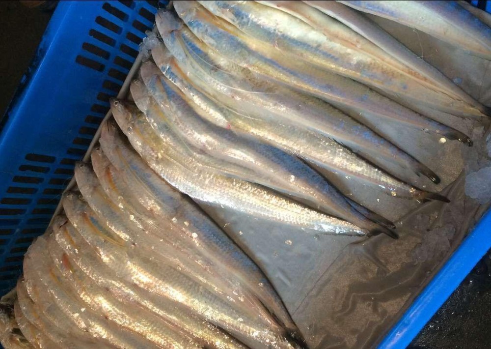 海刀鱼的崛起从烂大街到香饽饽刀鱼救活了刀鱼