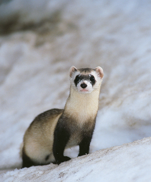 科普达宠:比猫狗还要粘人的小可爱——雪豹