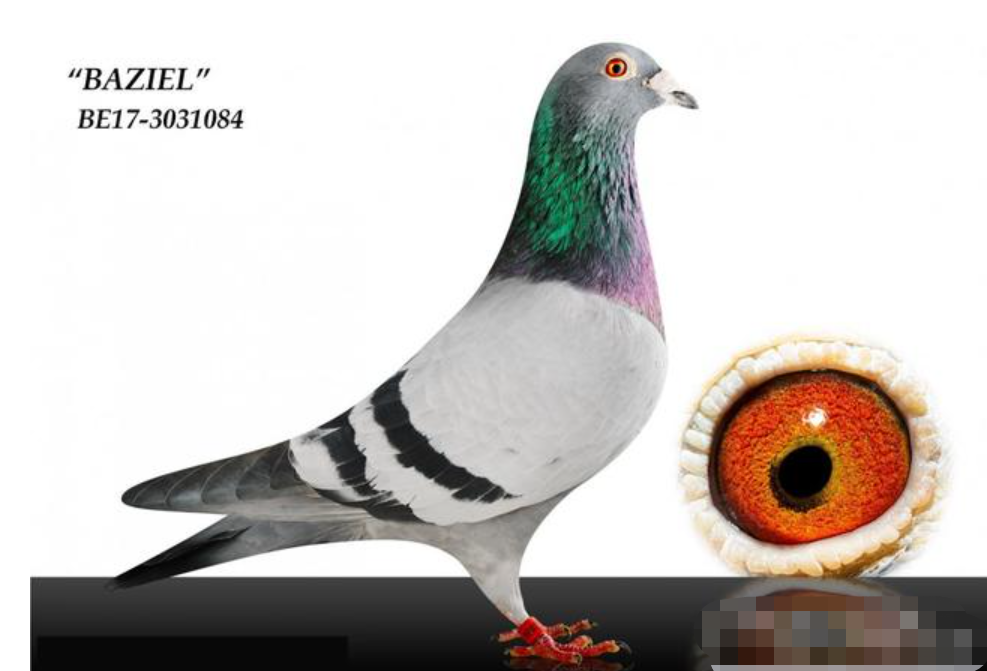 打钟落后"阿曼多",差一点书写历史的赛鸽_腾讯新闻