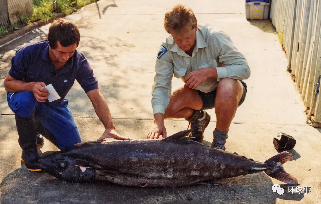 神奇的油鱼,吃完就会腹泻流油化身"喷射战士",为啥会这样?_腾讯新闻