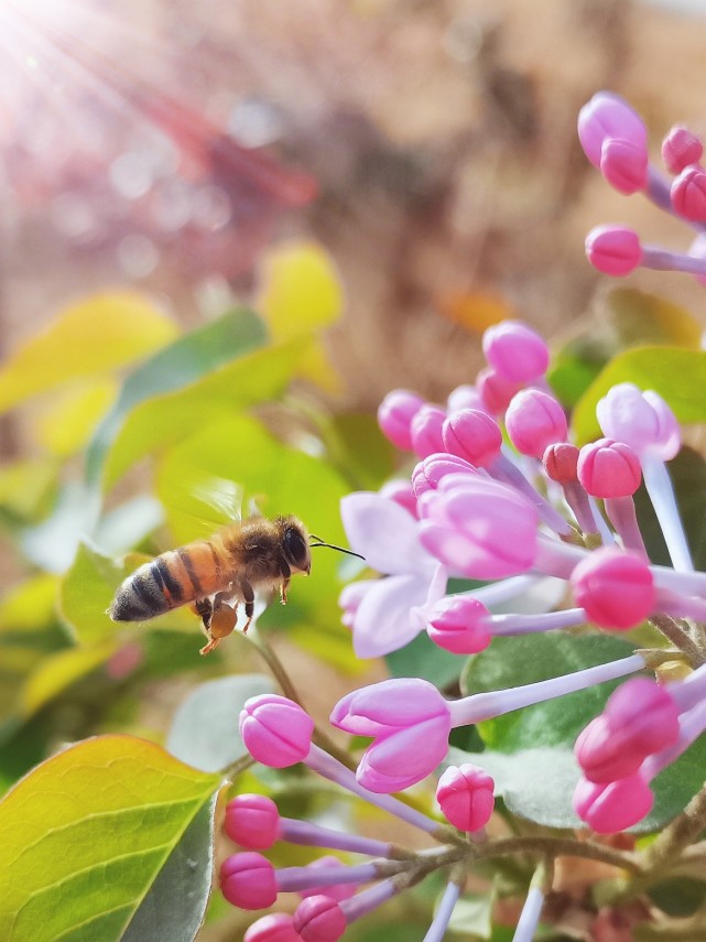 蜜蜂在丁香花丛中穿梭
