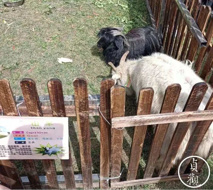 幼兒園發了萌寵動物園的優惠券,去後才知道是豬圈羊圈