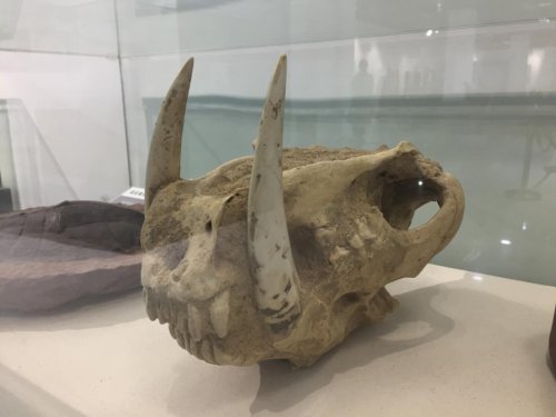 剑齿虎头颅化石▲鱼龙海百合▲海百合化石本展览围绕生命的远古历程