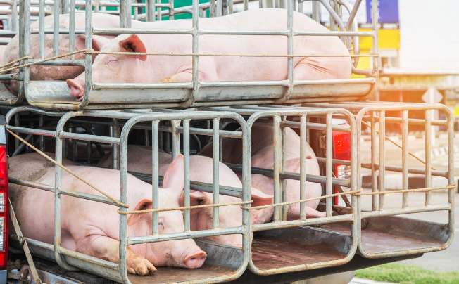 4月起,"生猪调运新规"实施,再想"跨区"卖猪可就难了_腾讯新闻