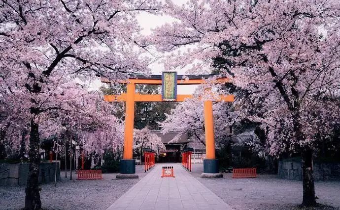 日本的神社古刹与樱花相互映衬,充满浓厚的历史韵味,寺庙佛堂间有飞花