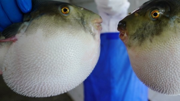 男子吃河豚中毒身亡,摊贩获刑3年