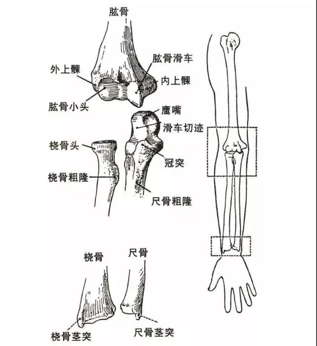 男孩比女孩多見,左側比右側多.當肘關節伸