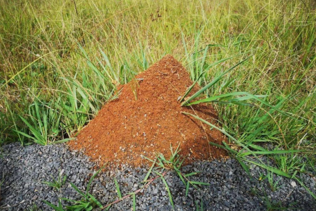 红火蚁已入侵我国12省这些防范知识要做好