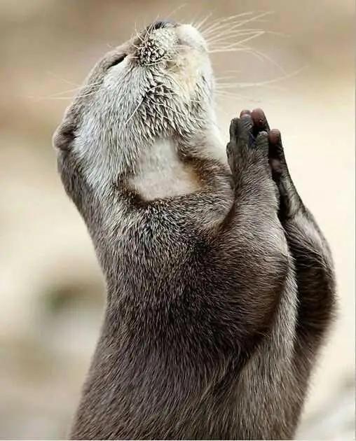 人类与低等动物最重要的区别就是思考,而人类却将思考怎样将动物们