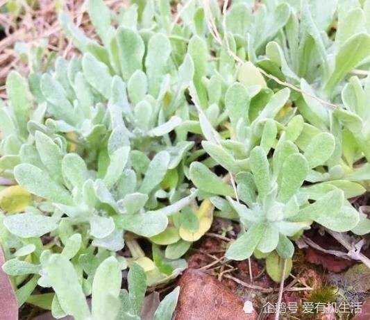 清明节前后,安徽大别山特色美食"水秋粑",你吃过吗?