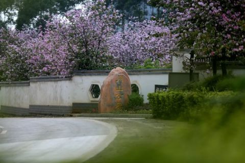 柳州这处墓园竟引得市民打卡赏花