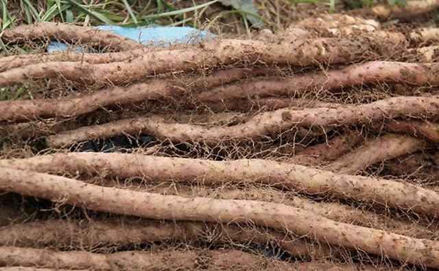 山药烂根用什么药灌根好?山药黄叶死苗怎么解决?