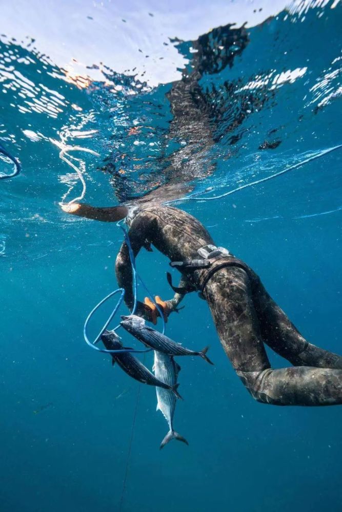 揭秘澳洲海底獵人與深海巨鯊共舞直升機生死救援這是最野一幕