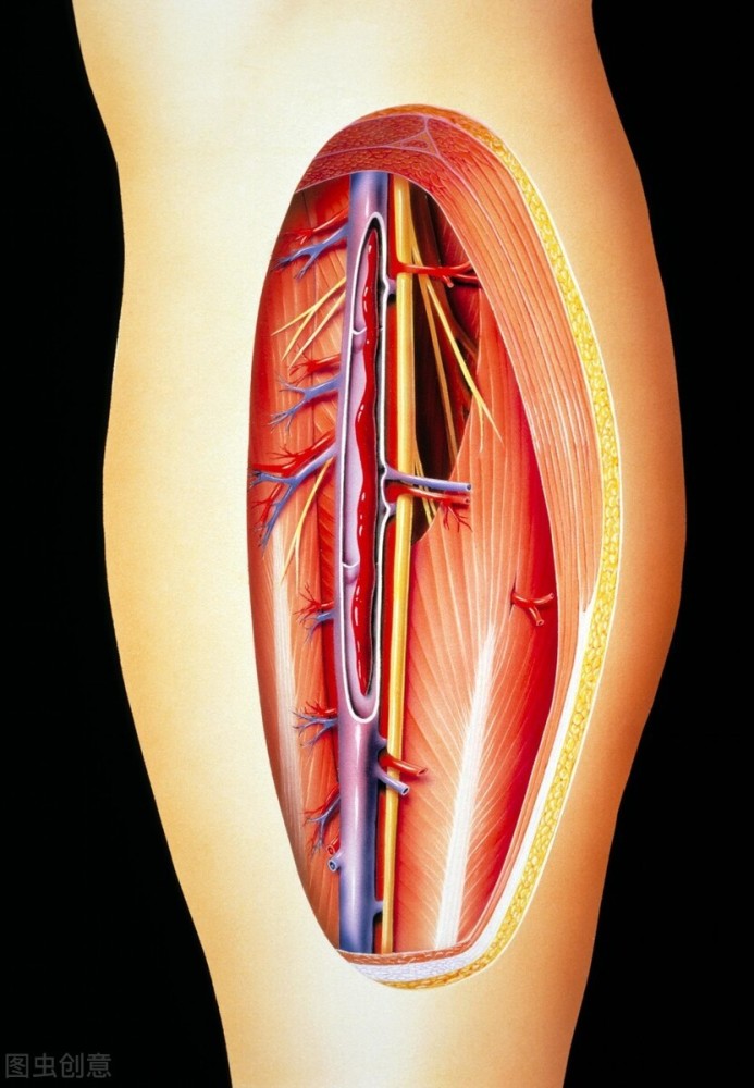 肌间静脉解剖位置图片