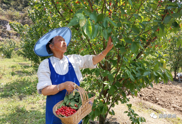 乌当,花溪,开阳,清镇,百花湖……贵阳的樱桃在这些地方:贵阳图tu地di
