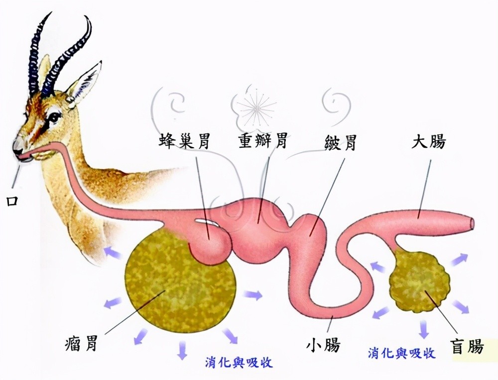 植物蛋白质低,为什么牛只吃草却能挤出来高蛋白的奶?