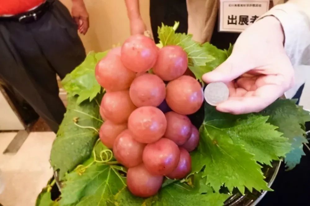 可以吃皮的香蕉几万一串的葡萄是什么限制了我的想象力