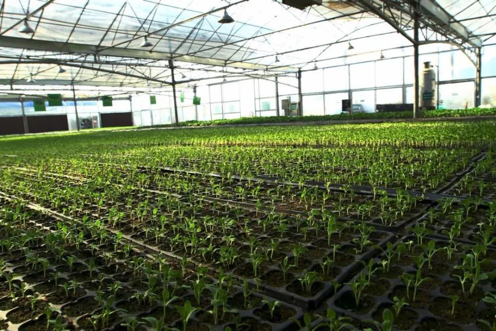 必看春季蔬菜定植五注意