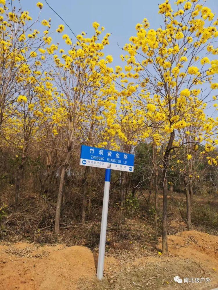 遊花都竹洞村賞黃花風鈴木